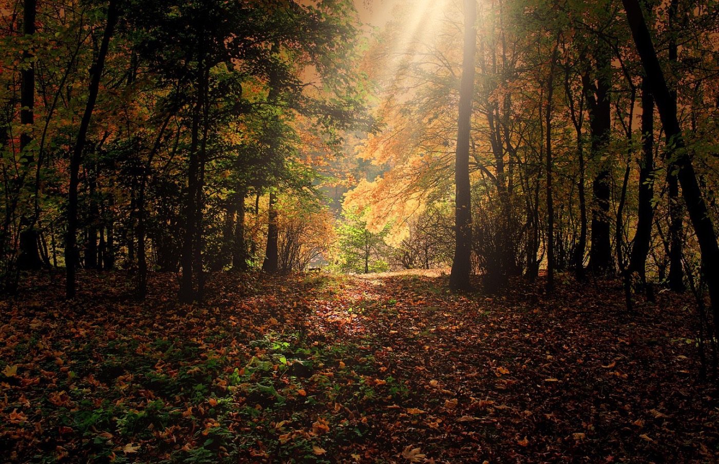 Raios de sol atravessando uma floresta de outono